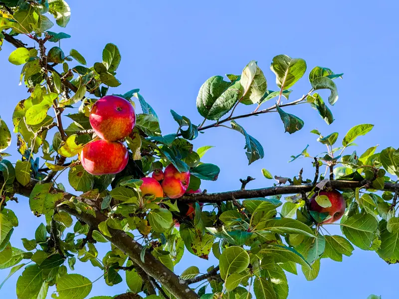 Äpple i ett träd.