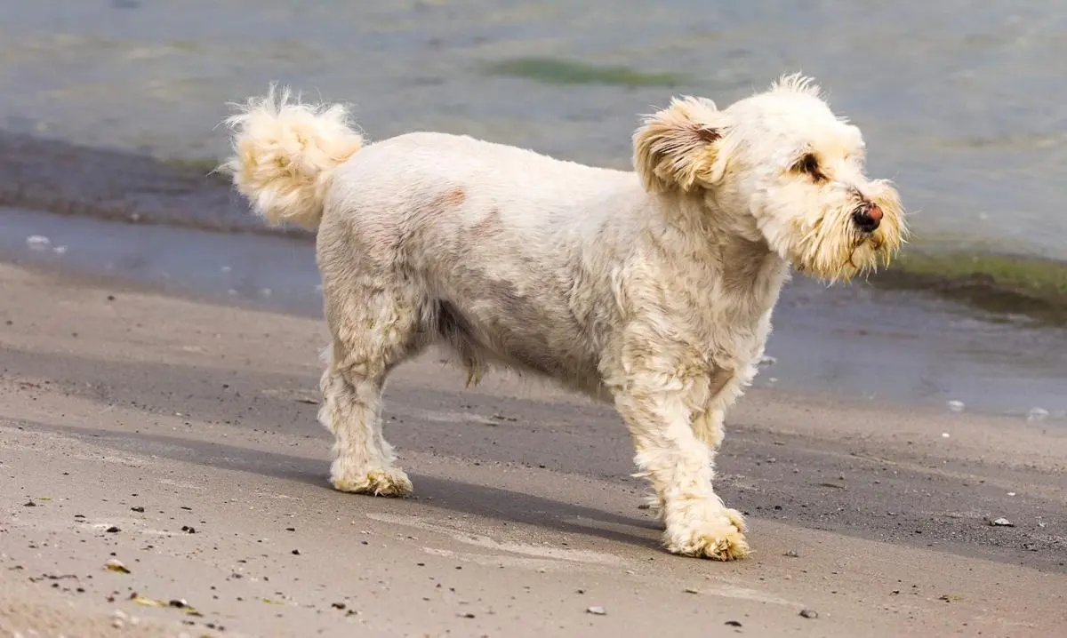 Vit lite hund lufsandes på stranden vid vattenbrynet.